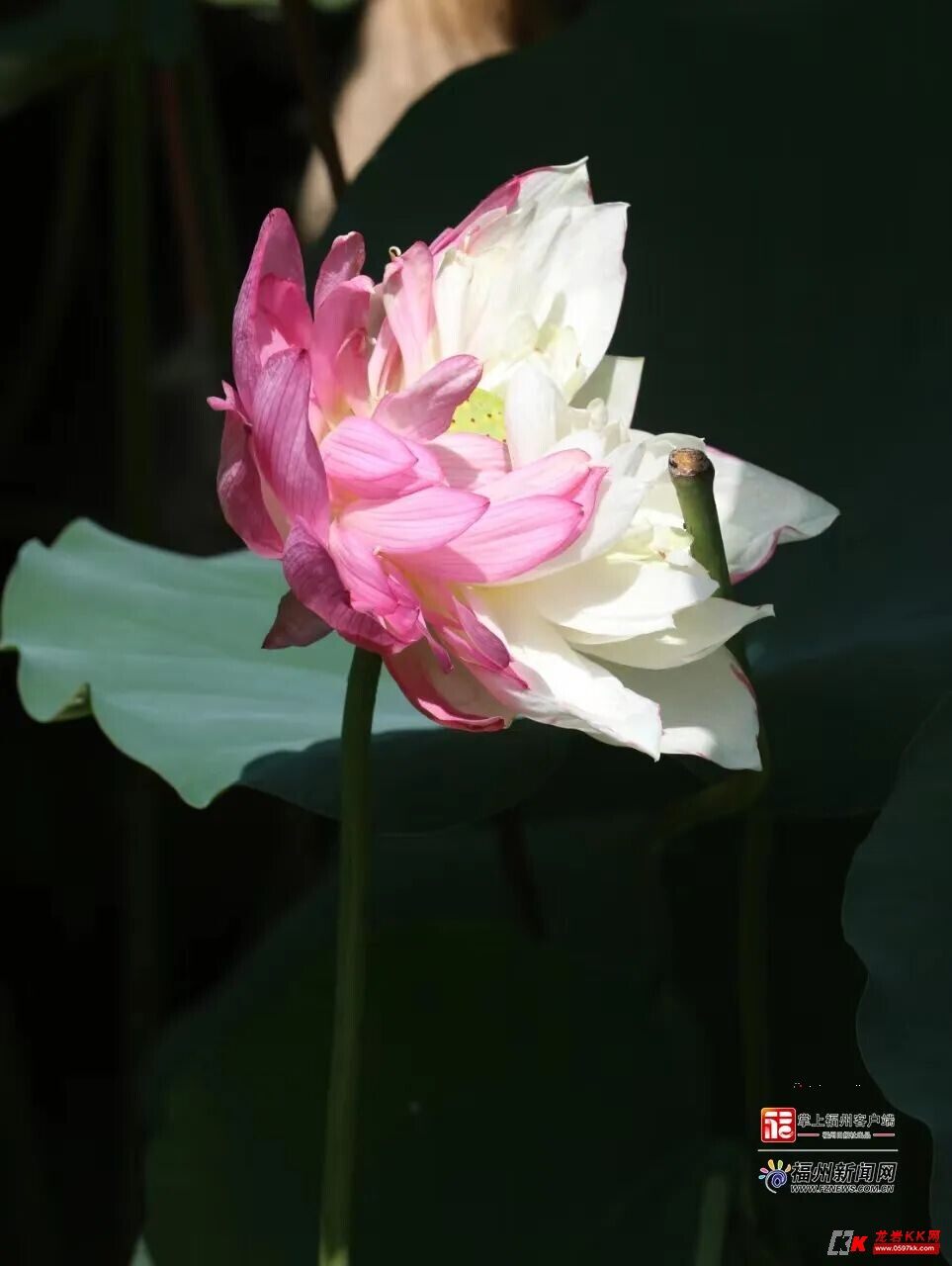 今年已3次!福建农林大学再现"双色荷花"!